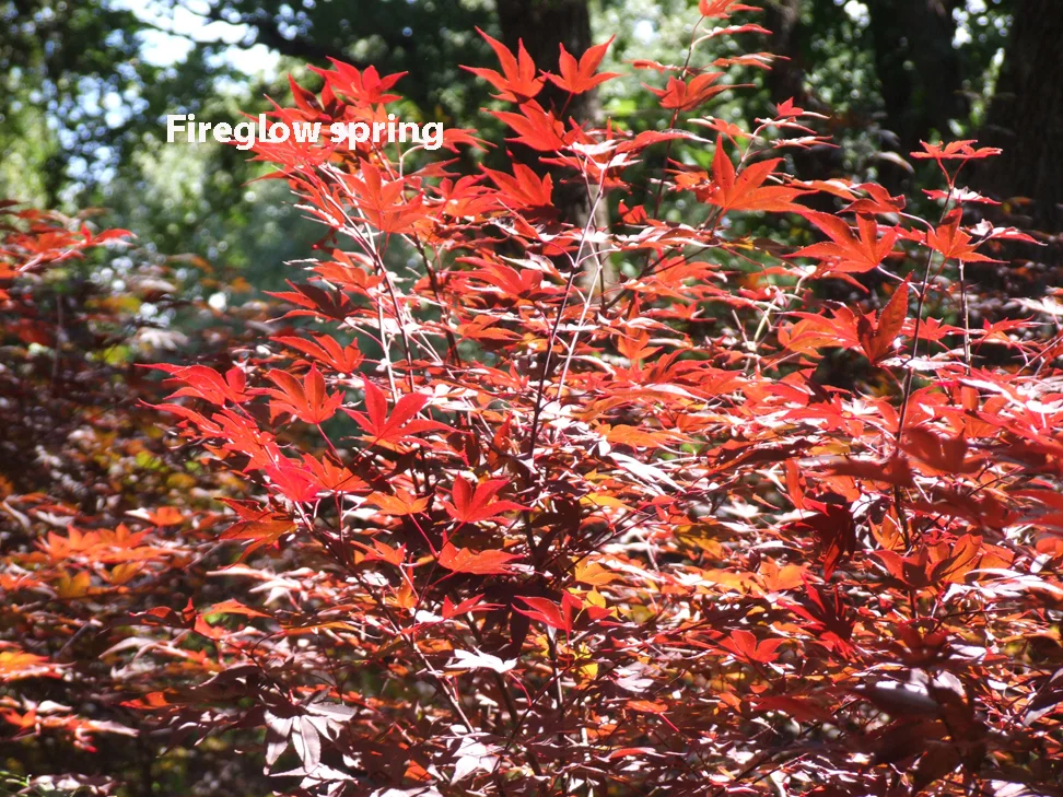 Gallery — Metro Maples